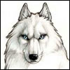 Белый волк аватар